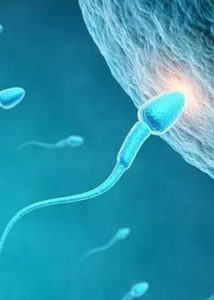 espermatozoides en la preconcepción