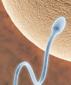 ¿Cuanto viven los espermatozoides en el cuerpo de la mujer?
