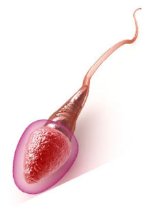 espermatozoides 